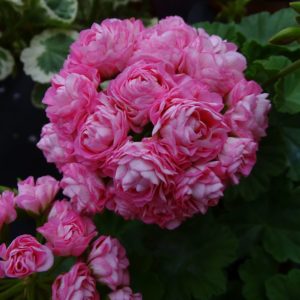 Пеларгония Australian Pink Rambler