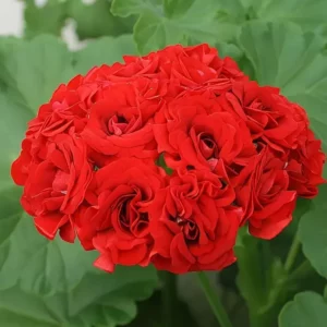 Пеларгония Rosebud Red 